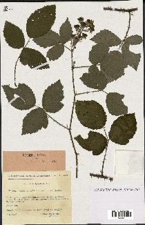 spécimen de Rubus omalus