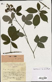 spécimen de Rubus omalus