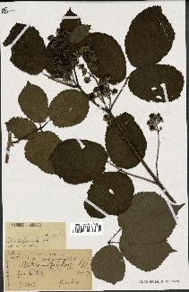 spécimen de Rubus melanoxylon