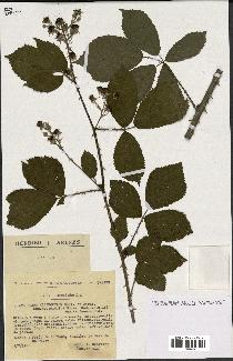 spécimen de Rubus melanoxylon