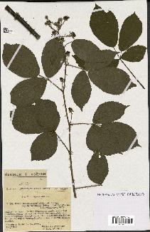 spécimen de Rubus melanoxylon