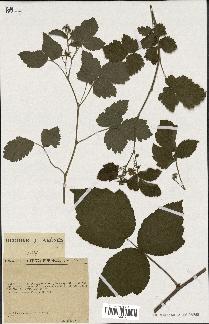 spécimen de Rubus idaeoides