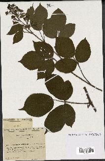 spécimen de Rubus hirtus