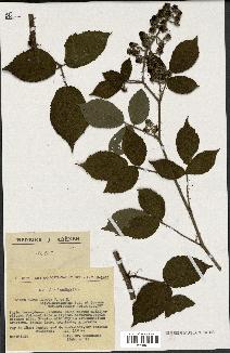 spécimen de Rubus hirtus