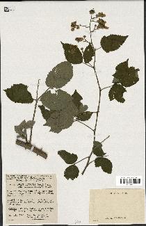 spécimen de Rubus godronii