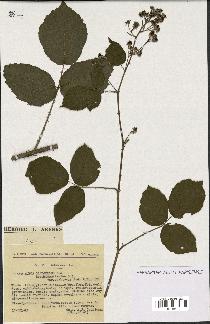 spécimen de Rubus glaucellus