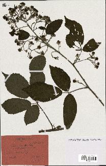 spécimen de Rubus glaucellus