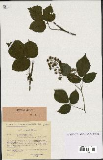 spécimen de Rubus glaucellus