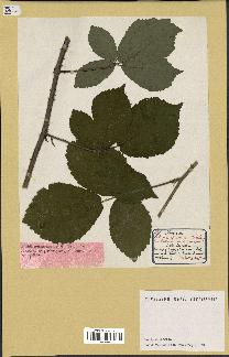 spécimen de Rubus rosaceus