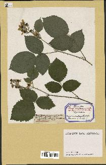 spécimen de Rubus rivularis