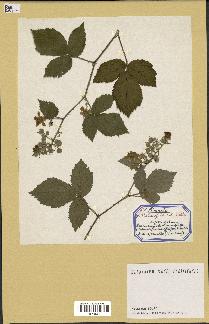 spécimen de Rubus radula