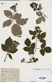 spécimen de Rubus phyllostachys