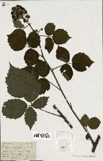 spécimen de Rubus phyllanthus