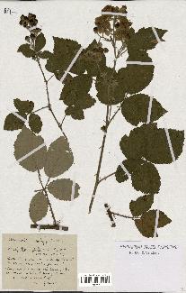 spécimen de Rubus phyllostachys