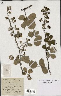 spécimen de Rubus rusticanus