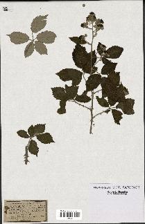 spécimen de Rubus rusticanus