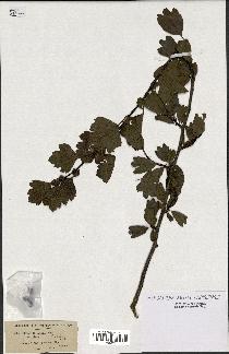 spécimen de Crataegus azarolus