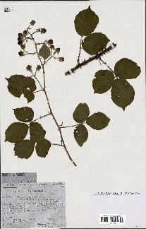 spécimen de Rubus vallisparsus