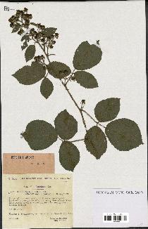 spécimen de Rubus vallisparsus