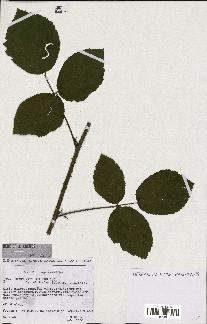 spécimen de Rubus vallisparsus