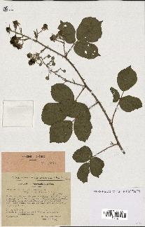 spécimen de Rubus vallisparsus