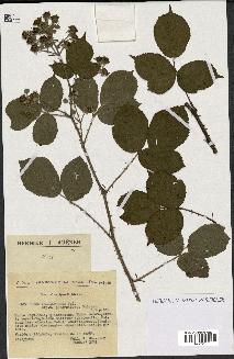 spécimen de Rubus vallisparsus