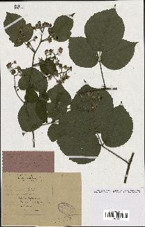 spécimen de Rubus tereticaulis