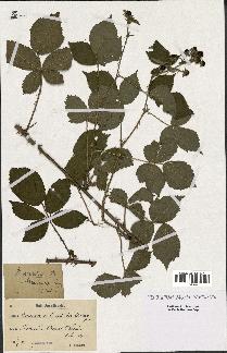 spécimen de Rubus infestus