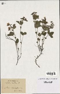 spécimen de Rubus arcticus