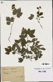 spécimen de Rubus arcticus