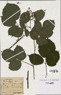 spécimen de Rubus teretiusculus