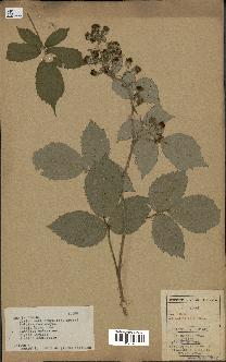 spécimen de Rubus adscitus