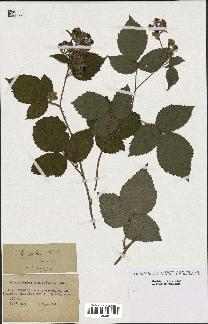 spécimen de Rubus scaber