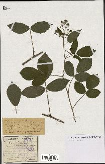 spécimen de Rubus tereticaulis