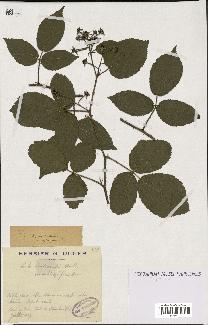 spécimen de Rubus tereticaulis