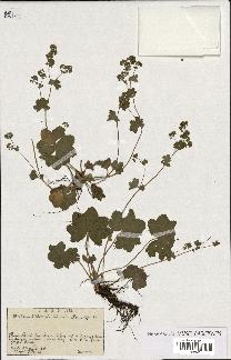 spécimen de Alchemilla filicaulis