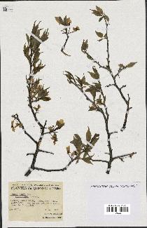 spécimen de Prunus nigra