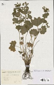 spécimen de Alchemilla glabra