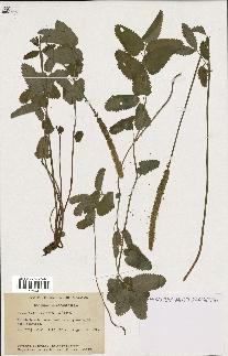 spécimen de Sanguisorba canadensis