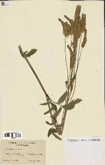 spécimen de Sanguisorba canadensis