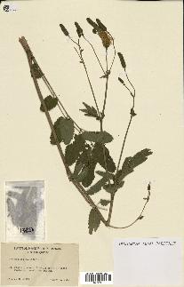 spécimen de Sanguisorba canadensis