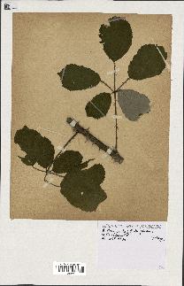 spécimen de Rubus ulmifolius