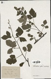 spécimen de Rubus tomentosus