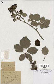 spécimen de Rubus propinquus