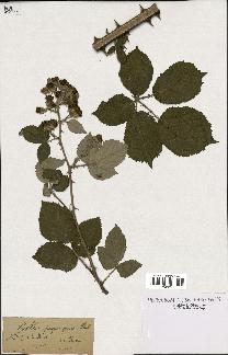 spécimen de Rubus propinquus