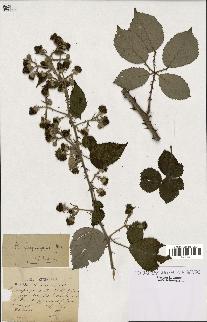 spécimen de Rubus propinquus