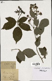 spécimen de Rubus winteri