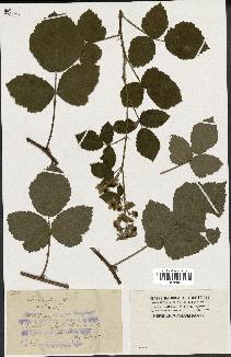 spécimen de Rubus virgultorum