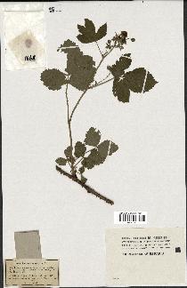 spécimen de Rubus nemorosus