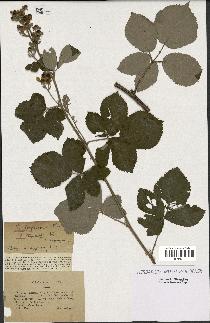 spécimen de Rubus thyrsoideus